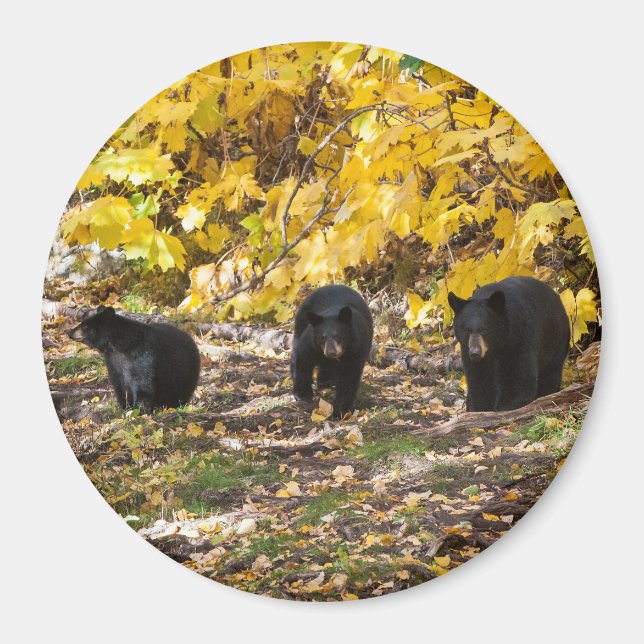 Íman Três Ursos (Frente)