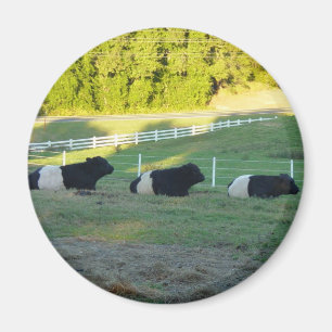 Íman três vacas