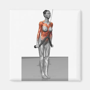 Íman Triceps Push Downs