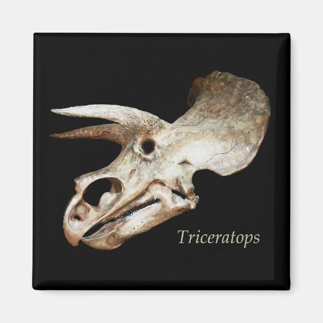 Íman Triceratops Crânio Magnético (Frente)