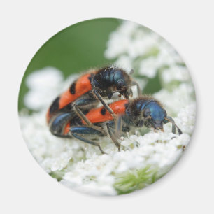 Íman Trichodes apiarius