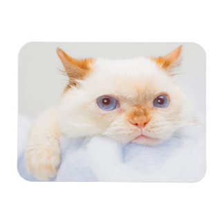 Íman Trident the Cat Magnet 03