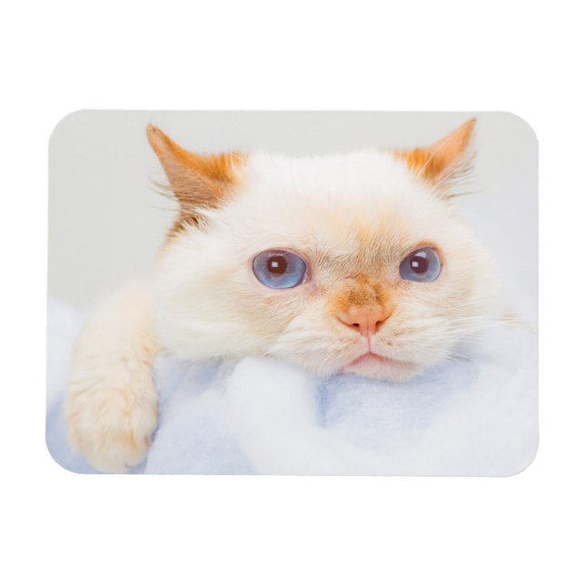 Íman Trident the Cat Magnet 03 (Horizontal)