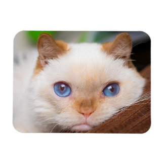 Íman Trident the Cat Magnet 04