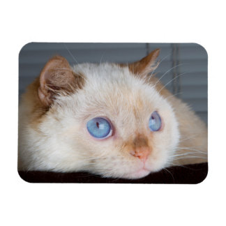 Íman Trident the Cat Magnet 06