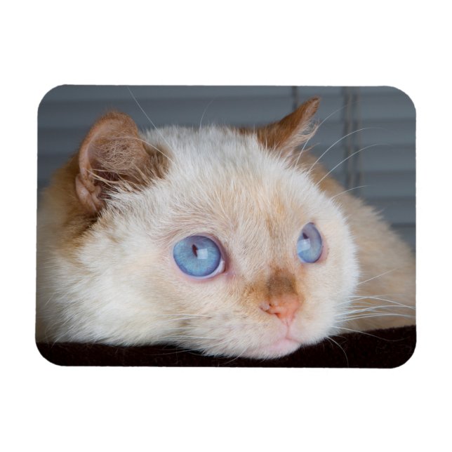 Íman Trident the Cat Magnet 06 (Horizontal)