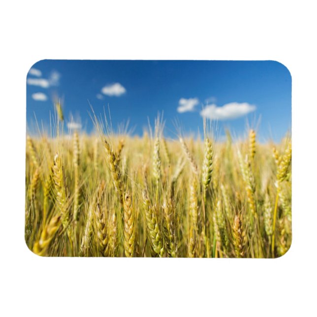 Íman Trigo de Kansas (Horizontal)