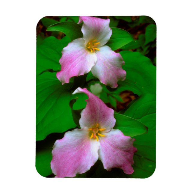 Íman Trilária Flor Silvestre (Vertical)