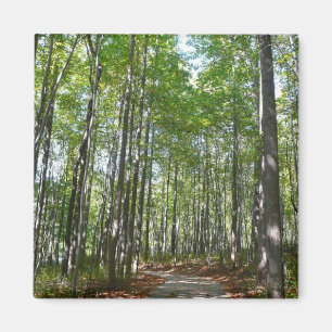 Íman Trilha Arborizada Centenária II Ellicott City Mary