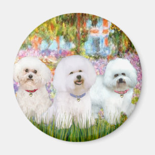Íman Trio de Bichon Frise - Jardim (VG)