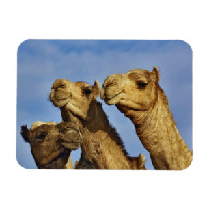 Íman Trío de camelos, mercado de camelos, Cairo, Egito