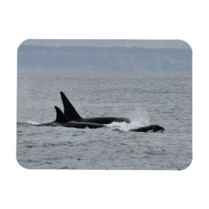 Íman Trio de Orca Whales