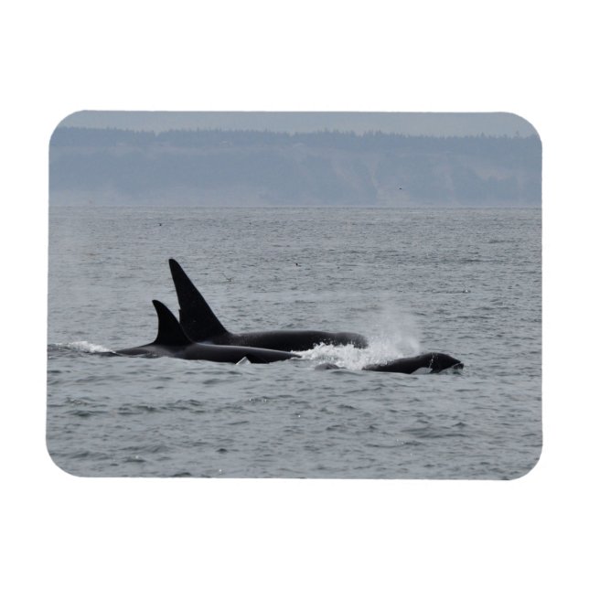 Íman Trio de Orca Whales (Horizontal)