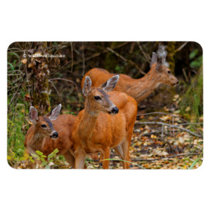Íman Trio Impressionante de Negra Deer na Floresta