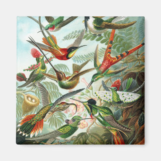 Íman Trochilidae Hummingbird, Ernst Haeckel