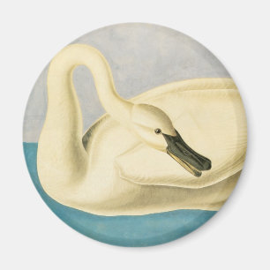 Íman Trompeter Swan por John James Audubon, Vintage Bir