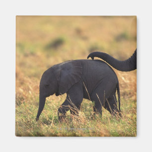 Íman Tronco de prole tocante do elefante, Kenya,