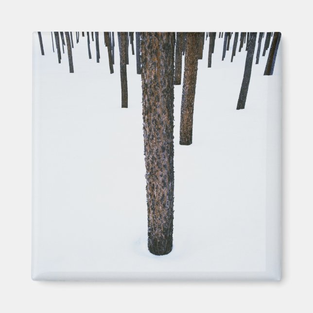 Íman Troncos de árvores na neve (Frente)