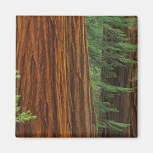 Íman troncos de sequóia gigante na floresta, Yosemite