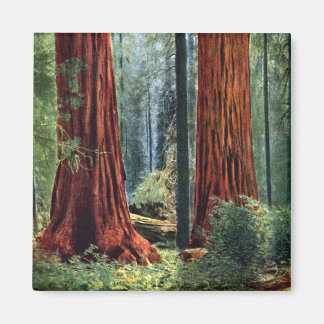 Íman Troncos gigantes de sequoia