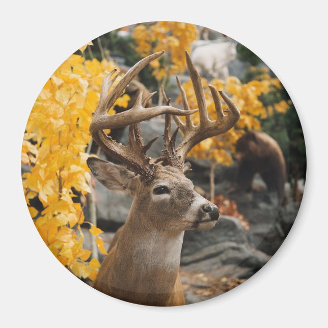 Íman Trophy Deer (Frente)