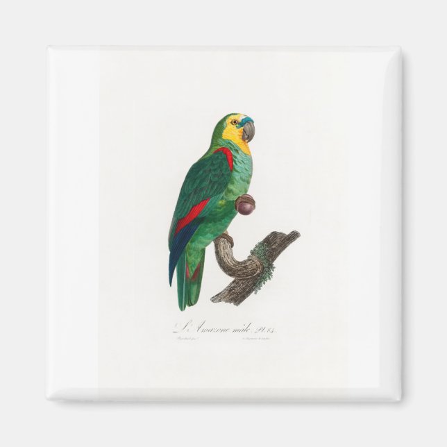 Íman tropical macaw parrot (Frente)