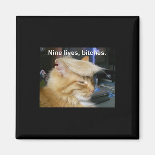 Íman Trump Cat Nine Vive Engraçado Trump 2024 Votação E