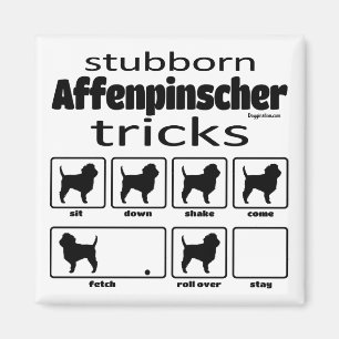 Íman Truques Affenpinscher Stubborn