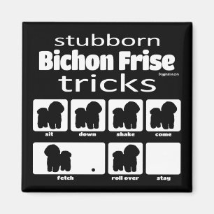 Íman Truques de Frise de Bichon Stubborn