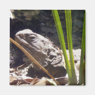 Íman Tuatara