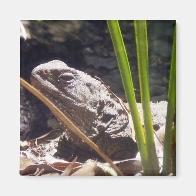 Íman Tuatara (Frente)