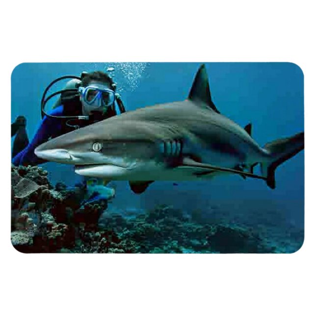 Íman Tubarão (Horizontal)