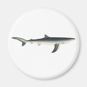 Íman Tubarão Azul, Vida Marinha Aquática Oceânica Vinta