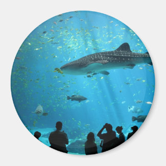 Íman Tubarão-baleia