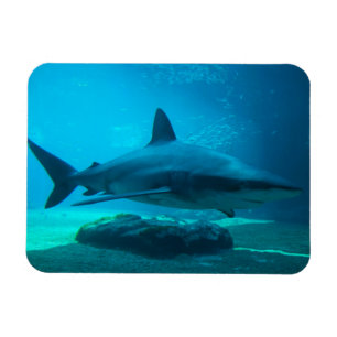 Íman Tubarão-charuto (Carcharhinus Obscurus), Ushaka