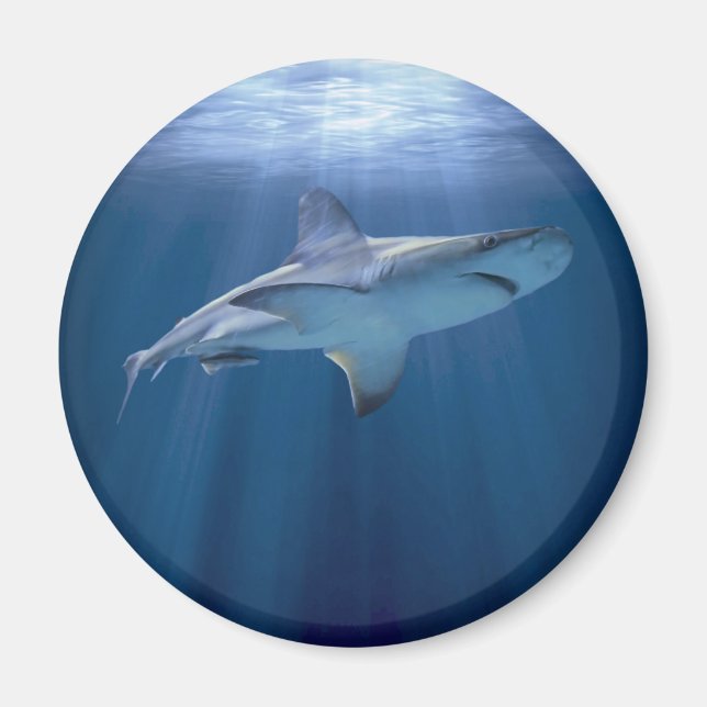 Íman Tubarão Cruzador (Frente)