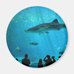 Íman Tubarão de baleia masculina no Aquário da Geórgia