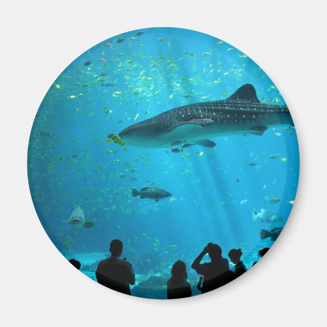 Íman Tubarão de baleia masculina no Aquário da Geórgia (Frente)