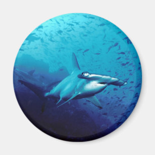 Íman Tubarão de Hammerhead