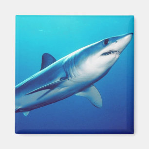Íman Tubarão de Mako de Shortfin