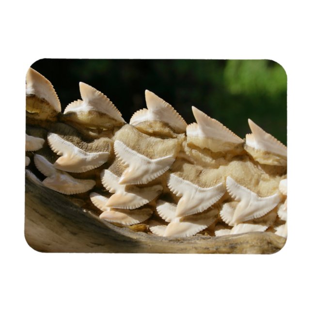 Íman Tubarão-mandíbula e dentes (Horizontal)