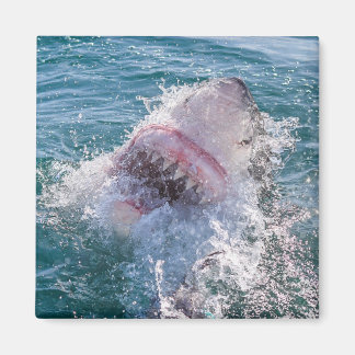 Íman Tubarão na água