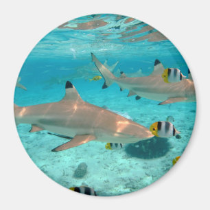 Íman Tubarões no ímã redondo da lagoa de Bora Bora