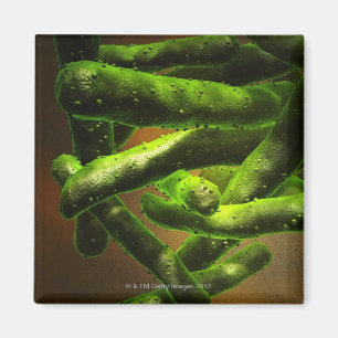 Íman Tuberculose de Mycobacterium