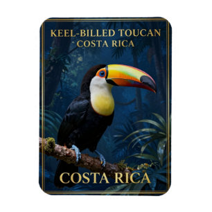 Íman Tucano-bico-de-quilha Vida Selvagem da Costa Rica