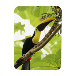 Íman Tucano de Swainson Ave Exótica