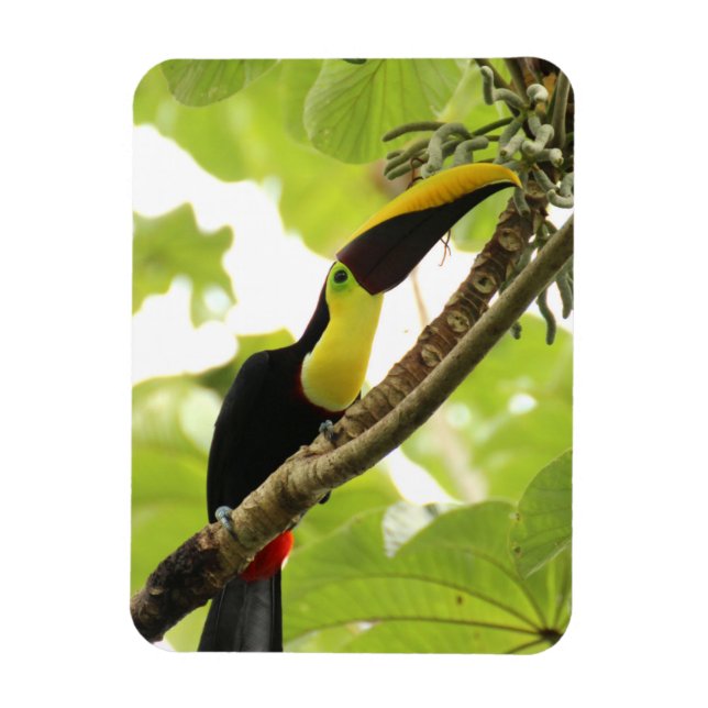 Íman Tucano de Swainson Ave Exótica (Vertical)