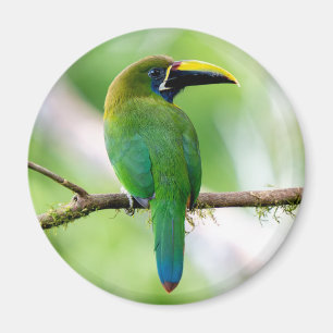 Íman Tucanuçu-verde-do-norte na Costa Rica