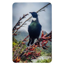 Tui Nova Zelândia - Fotografia no Magnet