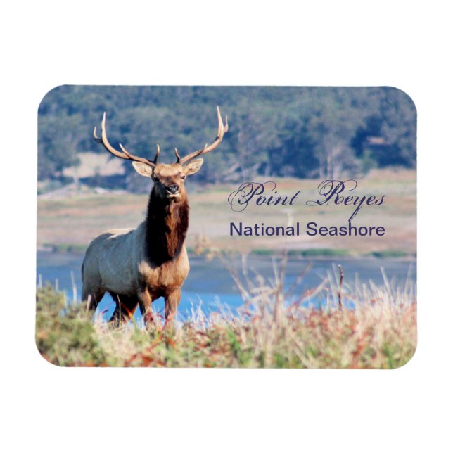 Íman Tule Elk Reserve Point Reyes (Horizontal)